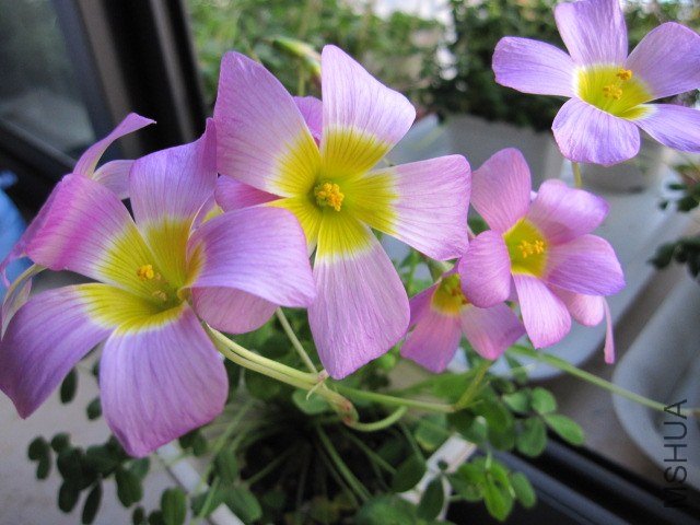Oxalis obtusa large form3.JPG