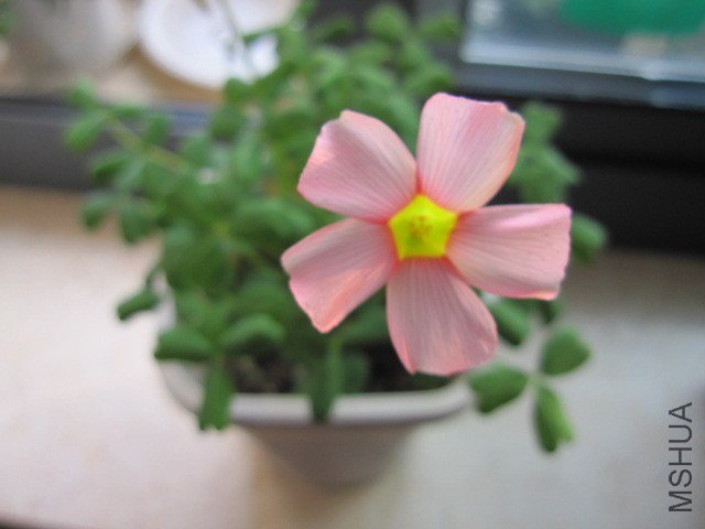 spring charm pink.JPG