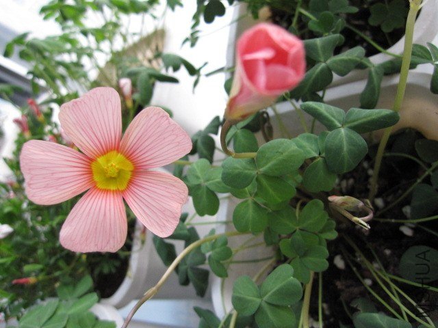 Oxalis obtusa high salmon2.JPG