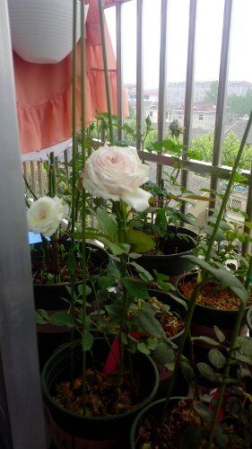 IMG20130507081731.jpg