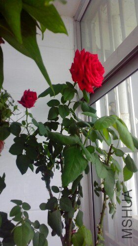 IMG20130507082123.jpg
