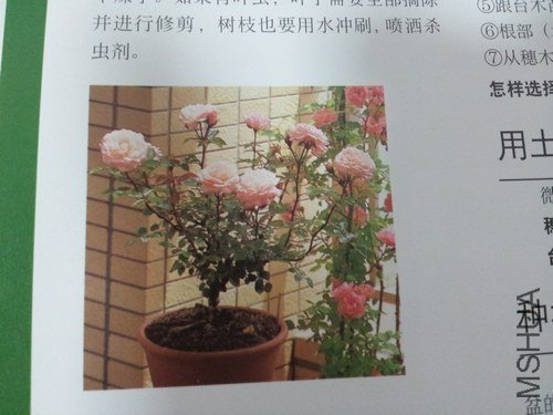 �����ǿ�΢�£����ʺ�������̨�塣