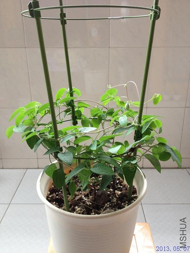 ��˹�� 2013.05.07(1).JPG