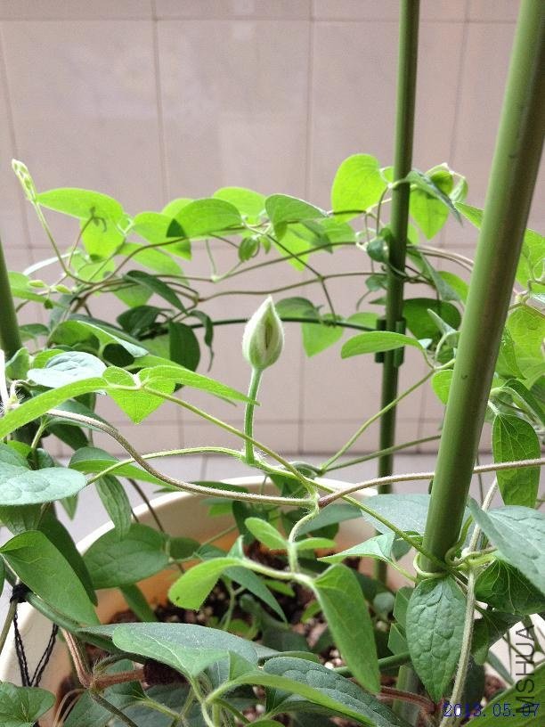 ��˹�� 2013.05.07(2).JPG