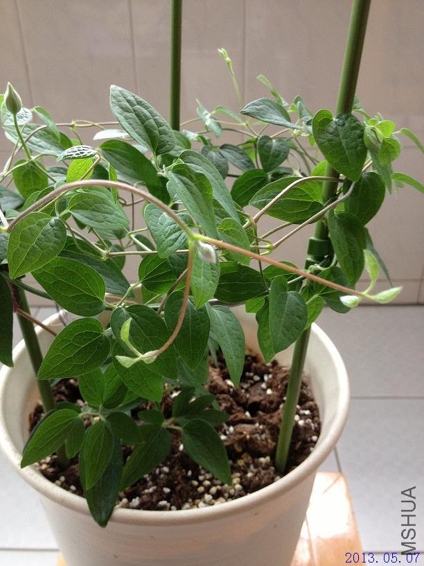 ��˹�� 2013.05.07(3).JPG