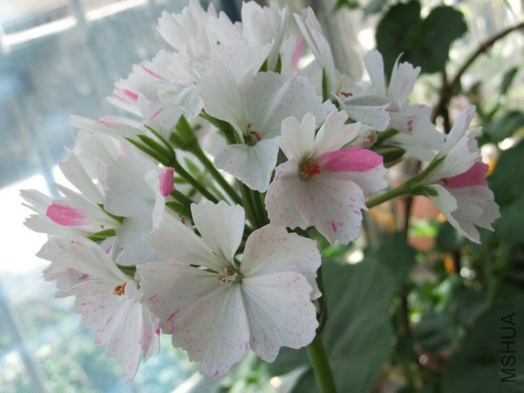 ���� 004.jpg