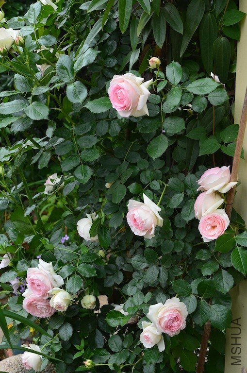 DSC_0018.JPG
