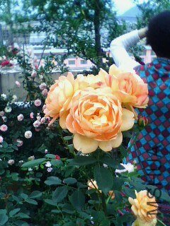 130507088.jpg