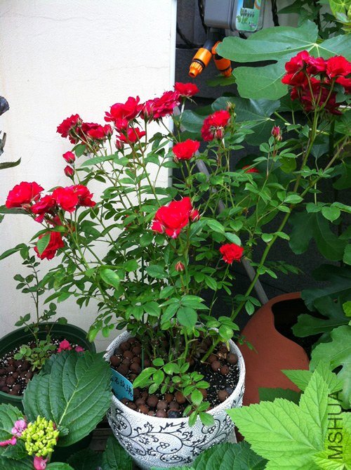 ��ʯõ�� ����Ħ��20130507.jpg