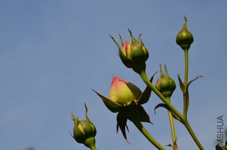 ŷ����ɳ��ʯ20130428 007.JPG