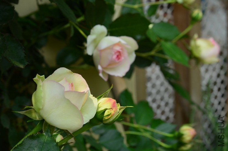 ŷ����ɳ��ʯ20130429 005.JPG