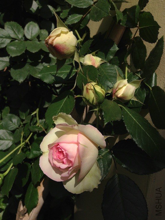 ŷ����ɳ��ʯ20130501 007.JPG