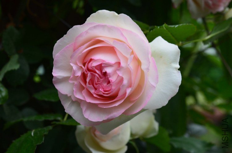 DSC_0017.JPG