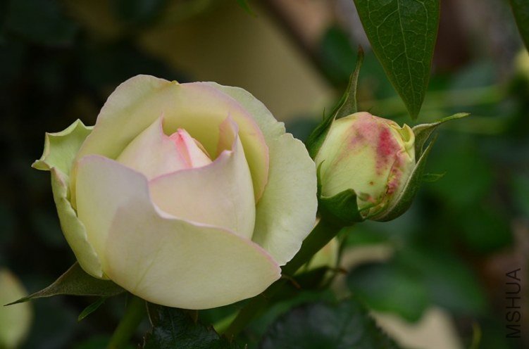 ŷ����ɳ��ʯ20130429 004.jpg