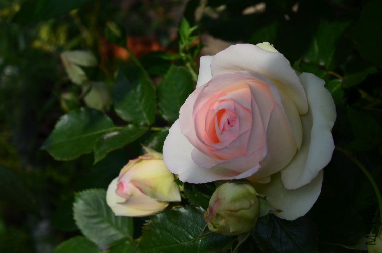 ŷ����ɳ��ʯ20130502 003.JPG