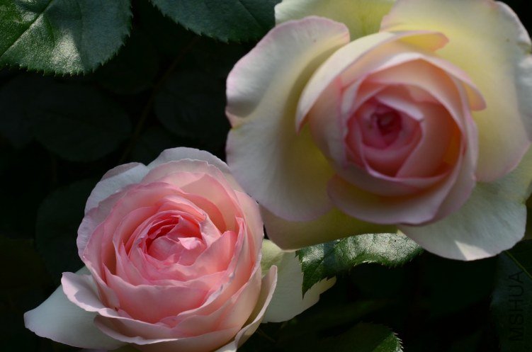 ŷ����ɳ��ʯ20130504 009.JPG