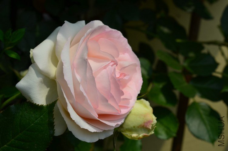 ŷ����ɳ��ʯ20130504 013.JPG