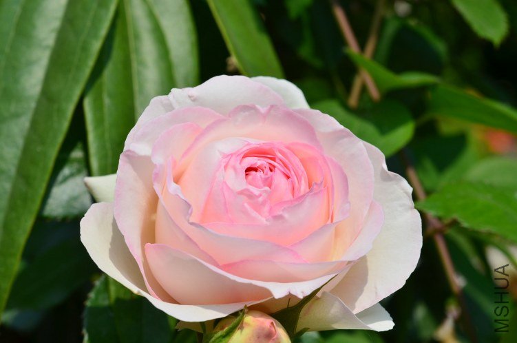 ŷ����ɳ��ʯ20130505 007.JPG