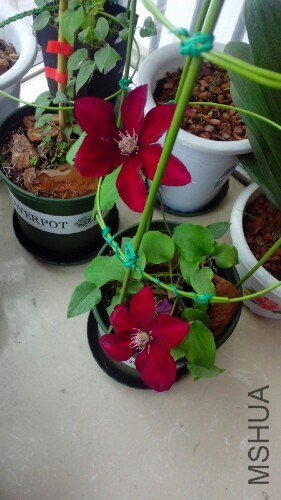 IMG20130507183534.jpg
