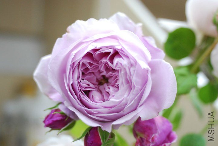 large_qu60_70120000118b1190.jpg