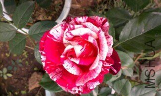 IMG_20130421_202517.jpg