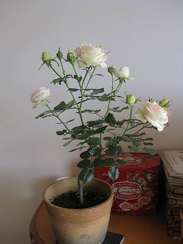 �¼��� 633.jpg