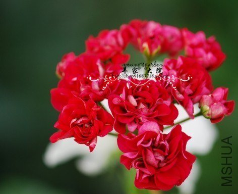 Diemierii Schafferi.jpg