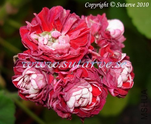 Cook\'s Scarlet and White-Sutarves Oscar1.JPG