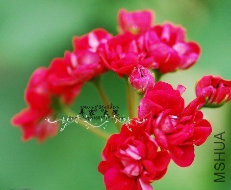 Rose Of Bulgarien ��������õ��.jpg