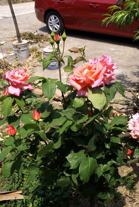 ����15Ԫ��ģ������