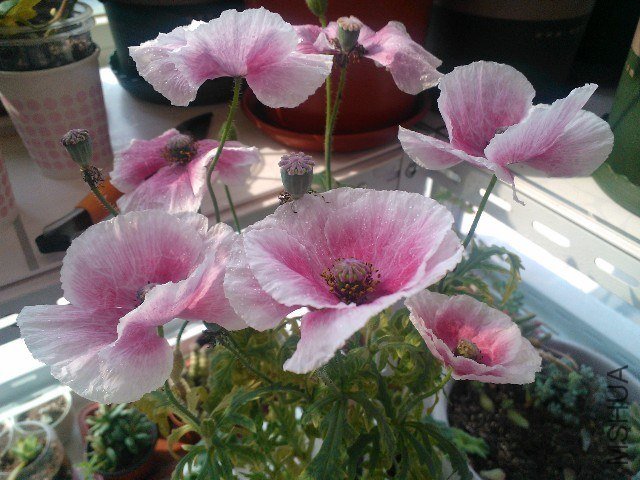 QQͼƬ20130507104414.jpg