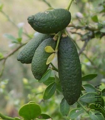 ��ָ����citrus australasica1.jpg