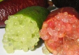 ��ָ����citrus australasica2.jpg
