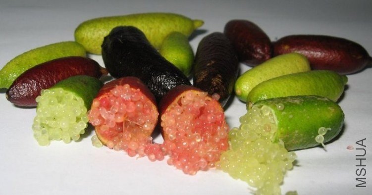 ��ָ����citrus australasica4.jpg