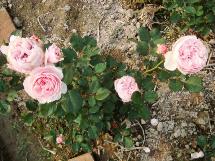 �ܷ�015.jpg