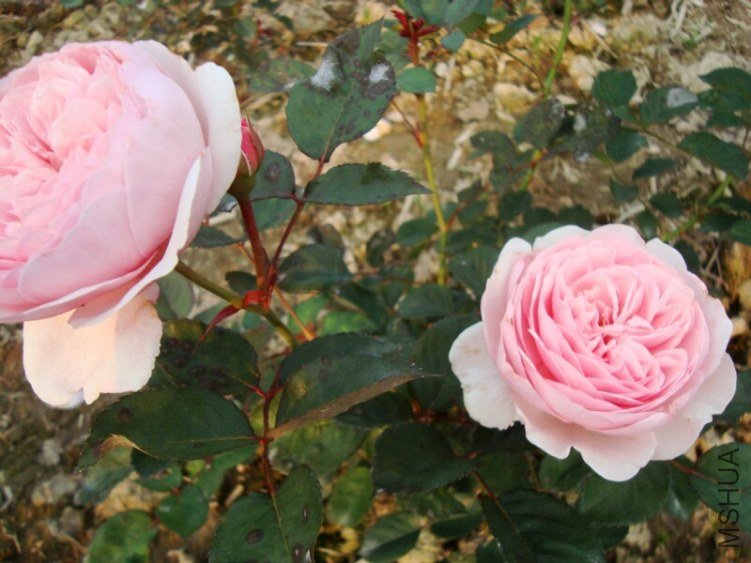 �ܷ�4016.jpg