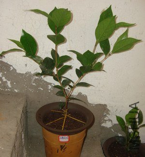 ��ô��һ�°�