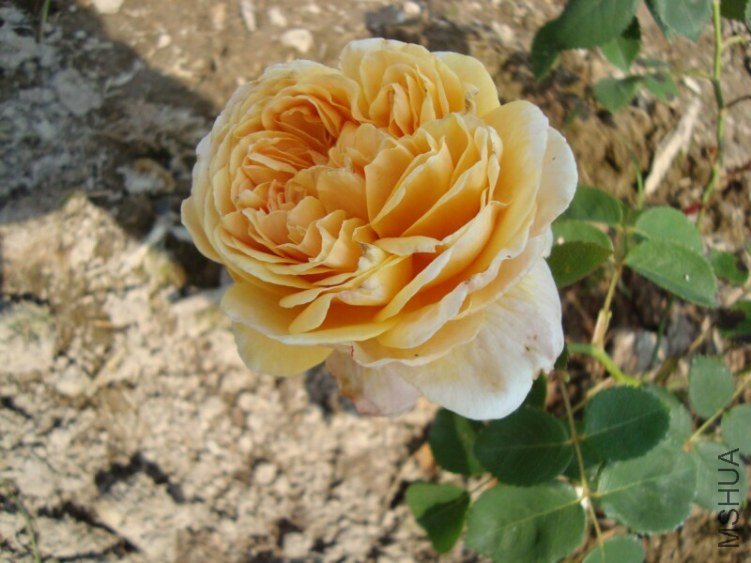 DSC03938.jpg