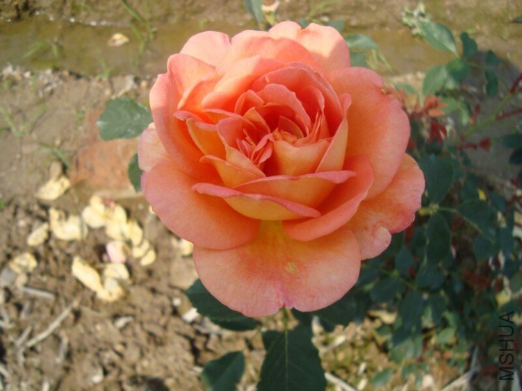 DSC03946.jpg