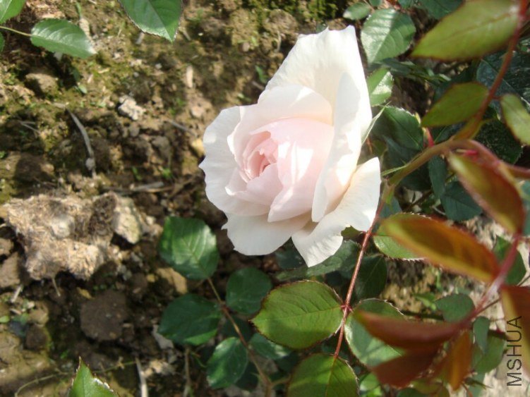 DSC03959.jpg