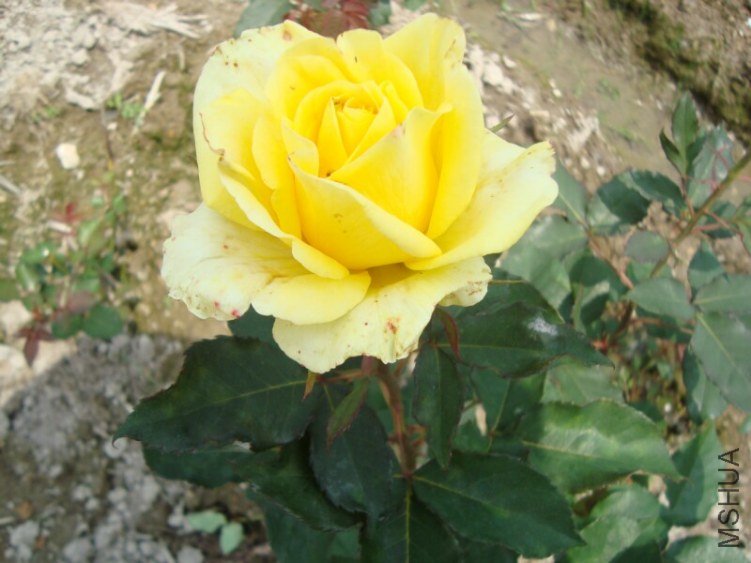 DSC03960.jpg