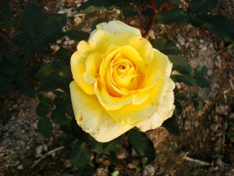 DSC04022.jpg
