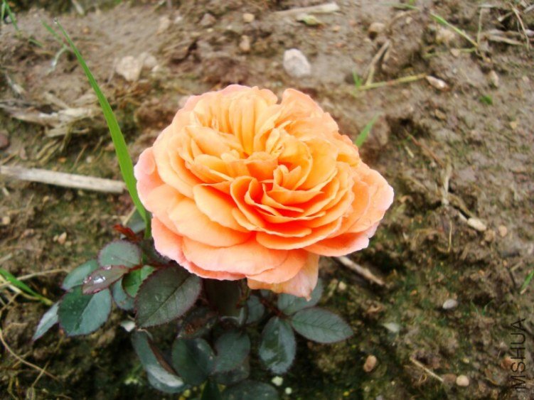 DSC04119.jpg