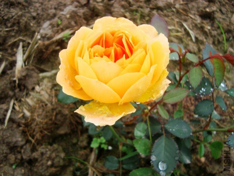 DSC04136.jpg