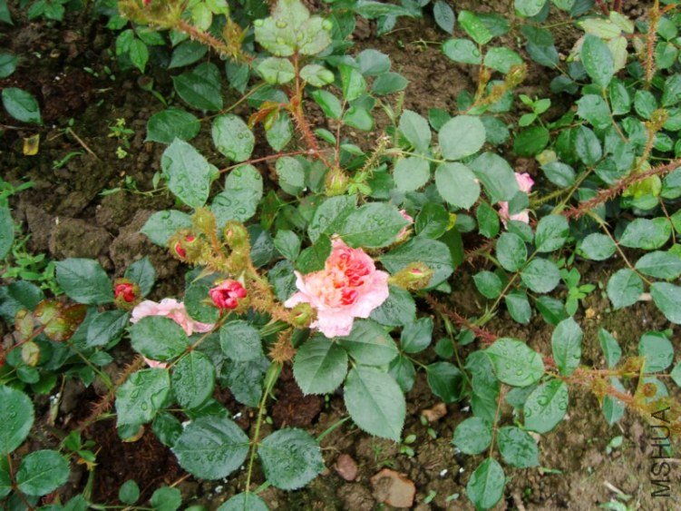 DSC04140.jpg