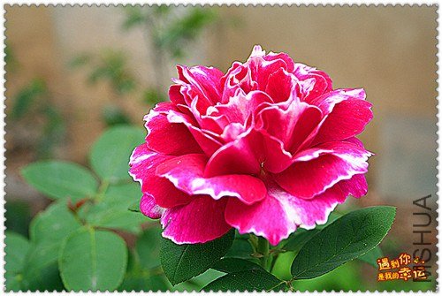 ��Ƭ 175_����.jpg