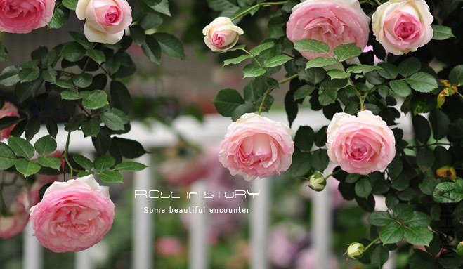 eden rose17.jpg