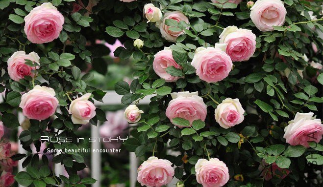 eden rose18.jpg