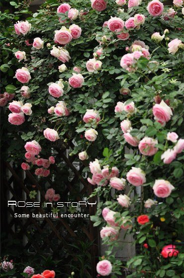 eden rose20.jpg