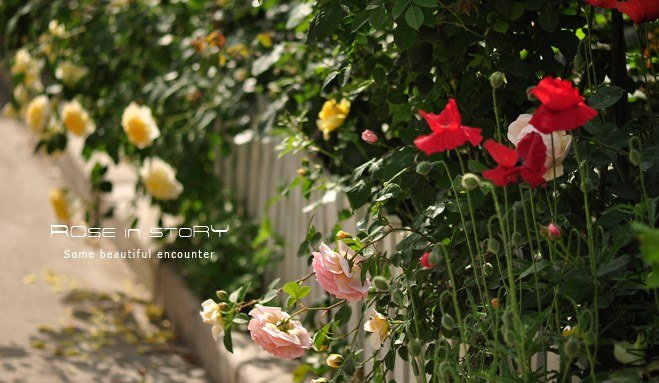 garden.jpg
